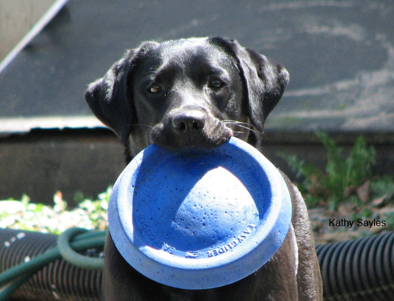 Stella with frisbee